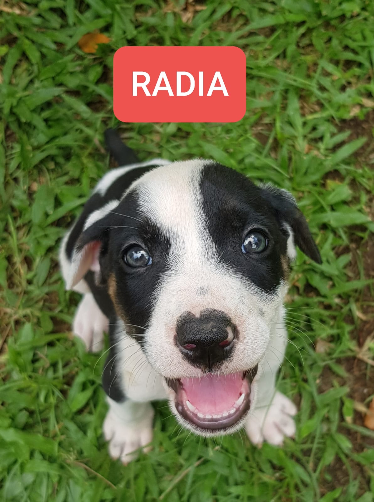 Chiens à adopter